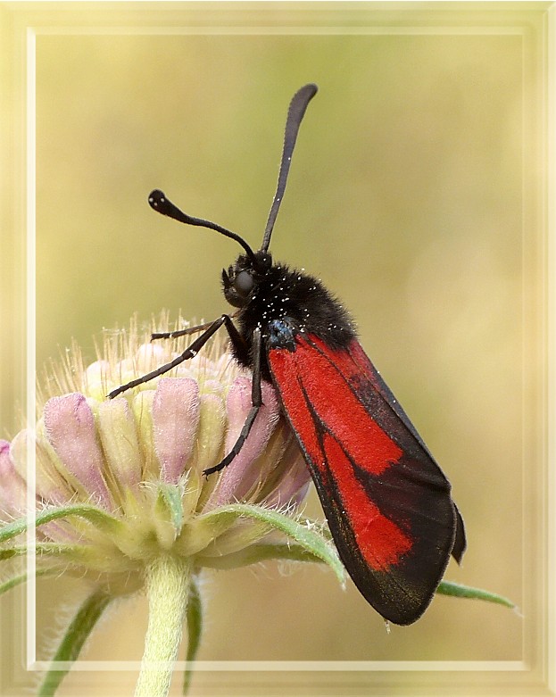 Zygaenidae da identificare